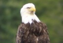 Photo of Eagle in Ketchikan